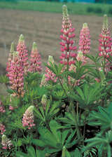 Lupine Russell Hybrids