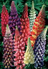 Lupine Woodfield Hybrids