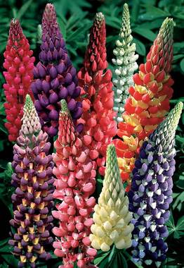 Next generation of Lupines