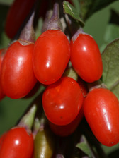 Lycium Big Lifeberry