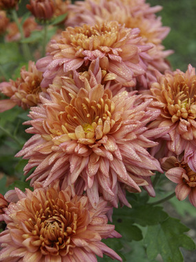 Dusky magenta