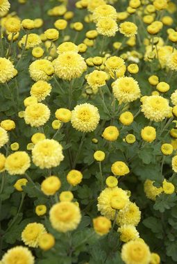 Yellow Button Mum