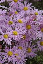 Chrysanthemum Clara Curtis