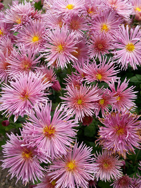 Pink Quill mum