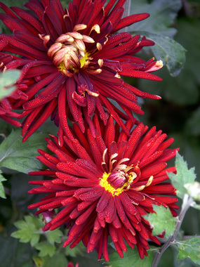 Deep red Garden Mum