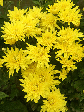 Yellow Garden Mum