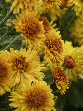 Gold Cushion mum