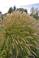 Miscanthus Adagio