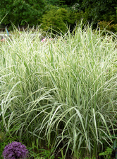 Miscanthus Cosmopolitan