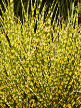 Miscanthus Gold Bar