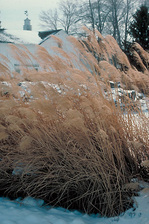 Miscanthus Gracillimus