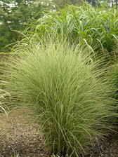 Miscanthus Morning Light