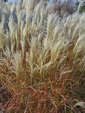 FLAME GRASS. 3' Maroon tinted blades turn reddish in fall