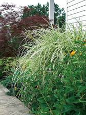 Miscanthus Rigoletto