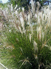 Miscanthus Sarabande