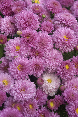 Cushion Mum - Lavender-pink