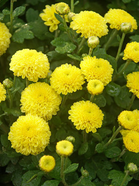 Yellow Button Mum