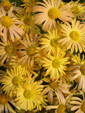 Chrysanthemum Mary Stoker