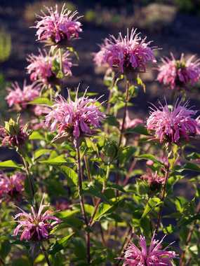 BEE BALM. Later blooming with pleasing pink flowers