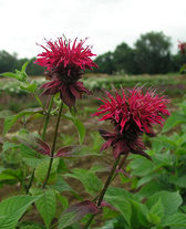 Monarda Colrain Red