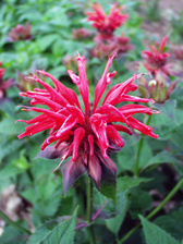 Monarda Cambridge Scarlet