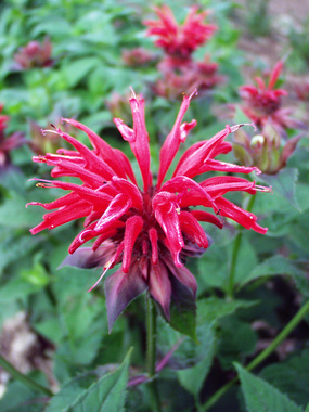 Brilliant scarlet red