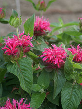 Monarda Peter's Fancy Fuchsia