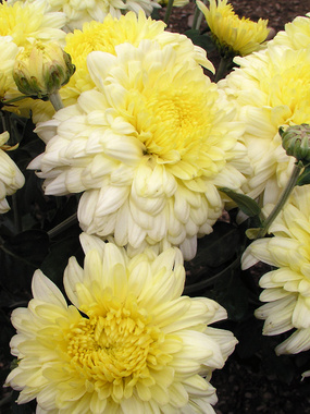 Soft yellow Large flowered