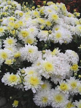 White Cushion mum