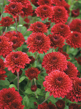 Mum Red Climax  Bluestone Perennials