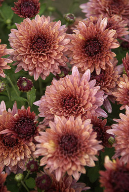 Spectacular Cushion Mum Salmon