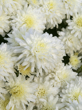 White Cushion mum