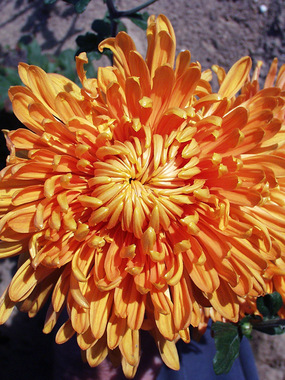 Golden-yellow football