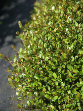 Muehlenbeckia Little Leaf