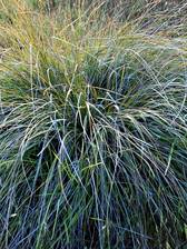 Muhlenbergia rigens