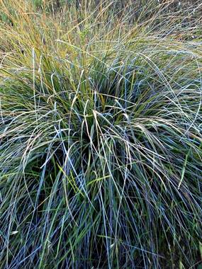A carefree native - grey green blades.
