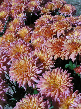 Peach Garden Mum