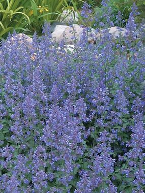 Perennial of the Year 2007