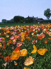 Papaver Champagne Bubbles