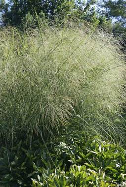 SWITCH GRASS. 4-5' Rose colored seed panicles