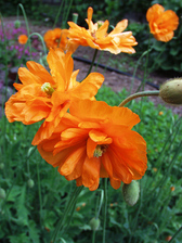 Papaver Double Tangerine Gem