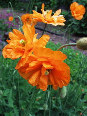 Papery orange blossoms.