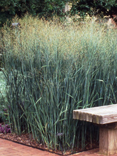 Panicum Heavy Metal