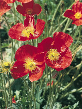 Papaver Matador