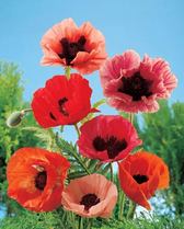 Papaver Mixed Colors