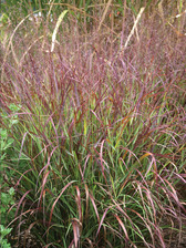 Panicum Shenandoah