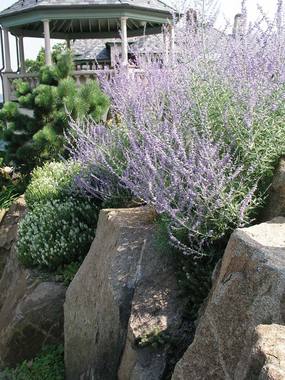 Silvery blue. RUSSIAN SAGE. Semi-woody plants. Airily upright
