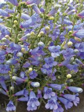 Penstemon Electric Blue