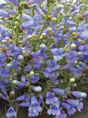 Flowering spikes with trumpets of vivid blue. Carefree, drought resistant