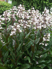 Penstemon Husker's Red